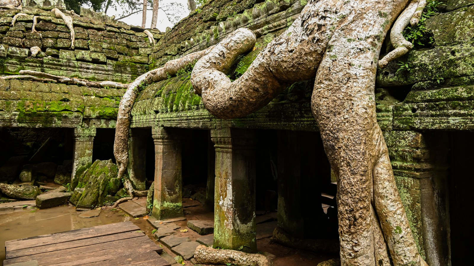塔布隆寺，电影《古墓丽影》取景地，树干如巨蟒盘绕古建。